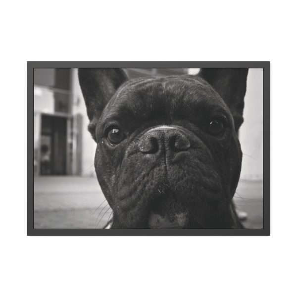 93855-136.jpg French Bulldog Framed Poster