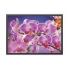 Orchids Flowers Framed Poster