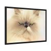 93855-181.jpg Angry Persian Cat Framed Poster