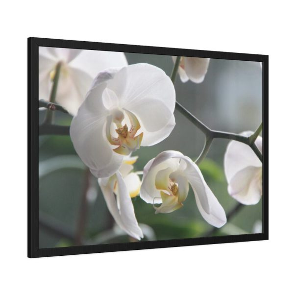 White Orchid Framed Poster