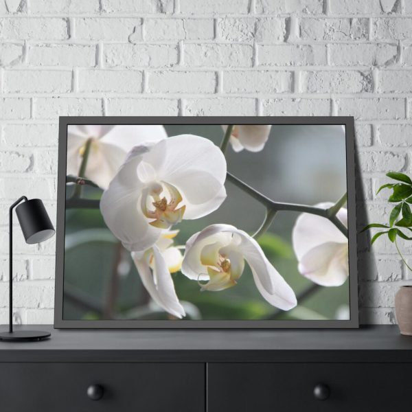 White Orchid Framed Poster