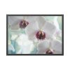 Flowering Plant Framed Poster