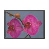 Pink Moth Orchid Framed Poster