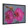 Pink Moth Orchid Framed Poster