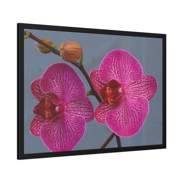 Pink Moth Orchid Framed Poster