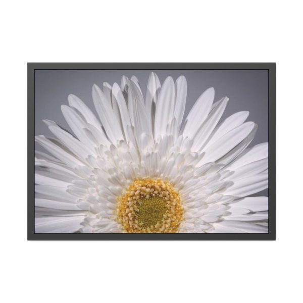 93855-232.jpg White Daisy Framed Poster
