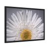 93855-233.jpg White Daisy Framed Poster