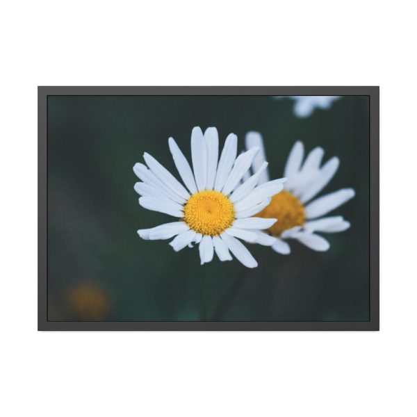 93855-248.jpg Wild Daisy Framed Poster