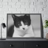 Bicolor Cat Framed Poster