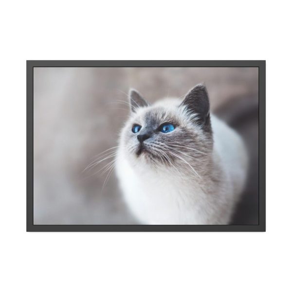 93855-288.jpg Closeup of a Blue Eyed Cat Framed Poster