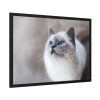 93855-289.jpg Closeup of a Blue Eyed Cat Framed Poster