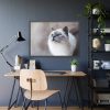 93855-290.jpg Closeup of a Blue Eyed Cat Framed Poster