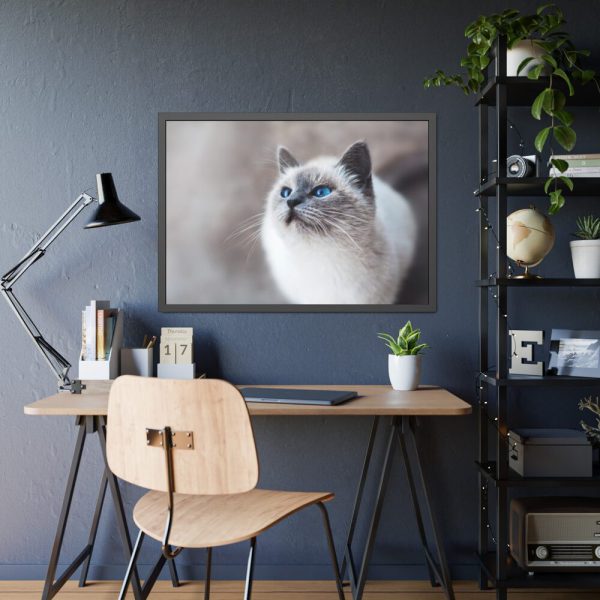 93855-290.jpg Closeup of a Blue Eyed Cat Framed Poster