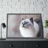 93855-291.jpg Closeup of a Blue Eyed Cat Framed Poster