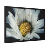 93855-309.jpg Daisy Pollen Framed Poster