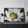 93855-311.jpg Daisy Pollen Framed Poster