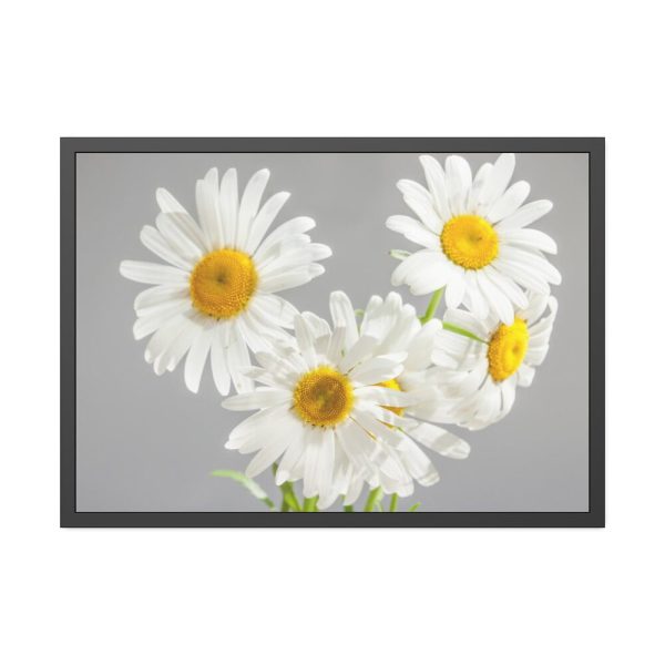 White Daisy Bloom Framed Poster