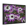 93855-357.jpg Purple Garden Cosmos Framed Poster