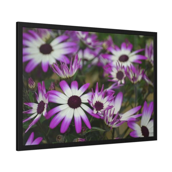 93855-357.jpg Purple Garden Cosmos Framed Poster