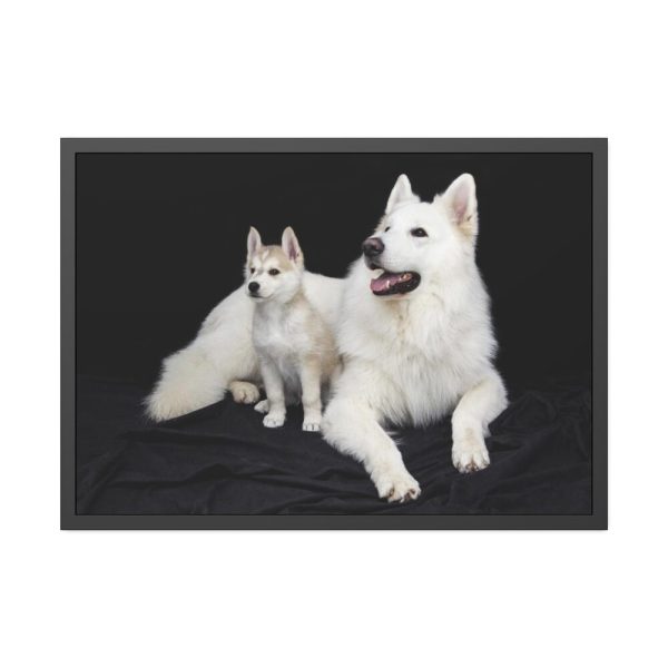 93855-36.jpg White Swiss Shepherds Framed Poster
