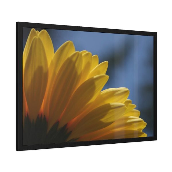 93855-361.jpg Daisy Gerbera Framed Poster