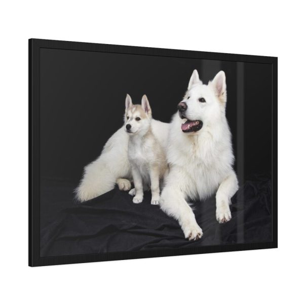93855-37.jpg White Swiss Shepherds Framed Poster