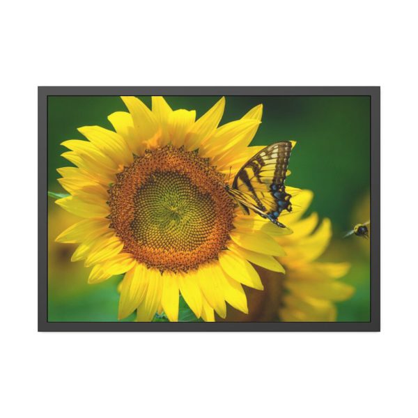 93855-428.jpg Sunflowers Begin to Bloom Framed Poster