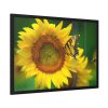 93855-429.jpg Sunflowers Begin to Bloom Framed Poster