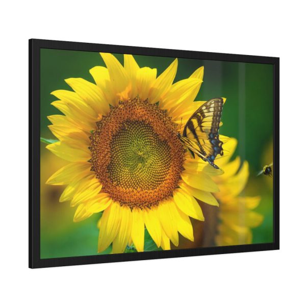 93855-429.jpg Sunflowers Begin to Bloom Framed Poster