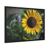 93855-501.jpg Blooming Sunflower Framed Poster