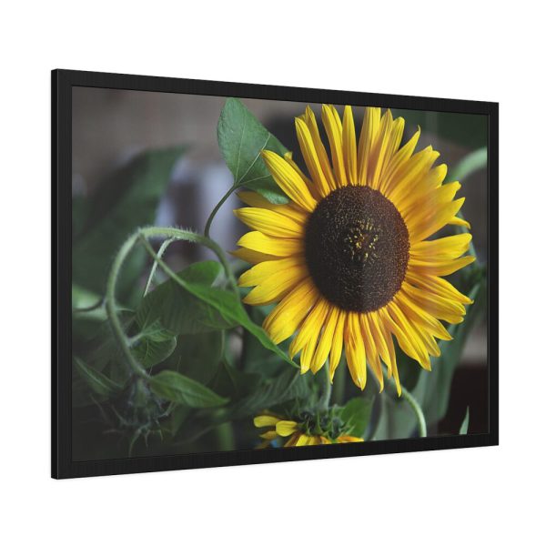 93855-501.jpg Blooming Sunflower Framed Poster