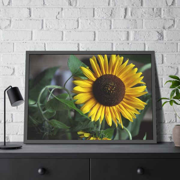 93855-503.jpg Blooming Sunflower Framed Poster