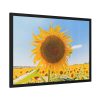 93855-541.jpg Sunflower Summer Framed Poster