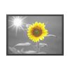 93855-548.jpg Beauty Sunflower Framed Poster
