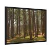 93855-633.jpg Leominster State Forest Framed Poster