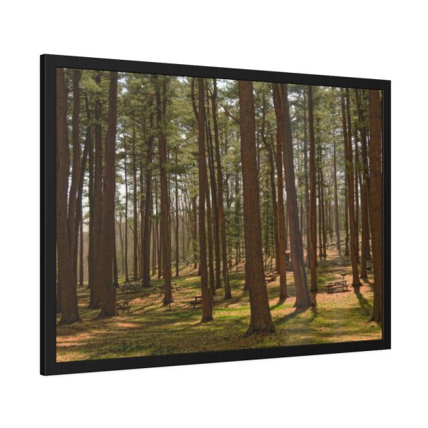 93855-633.jpg Leominster State Forest Framed Poster