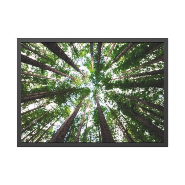 93855-640.jpg Tall Trees in the Forest Framed Poster