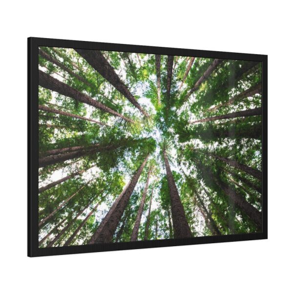 93855-641.jpg Tall Trees in the Forest Framed Poster