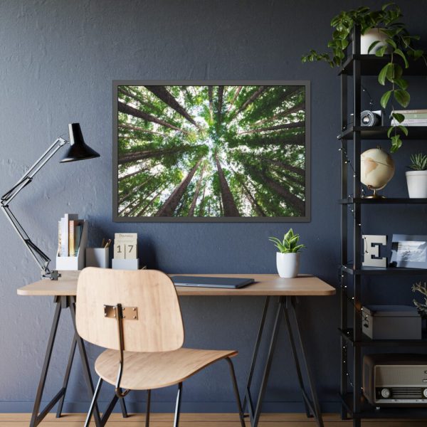 93855-642.jpg Tall Trees in the Forest Framed Poster