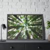 93855-643.jpg Tall Trees in the Forest Framed Poster
