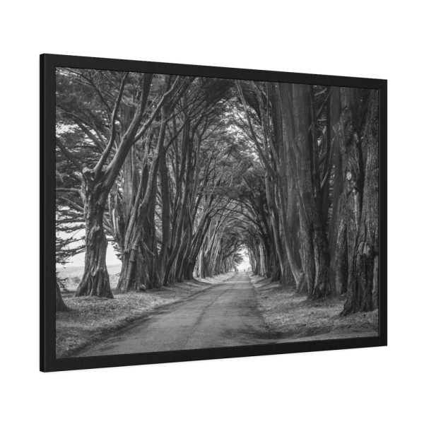 93855-645.jpg A Path Through the Forest Framed Poster