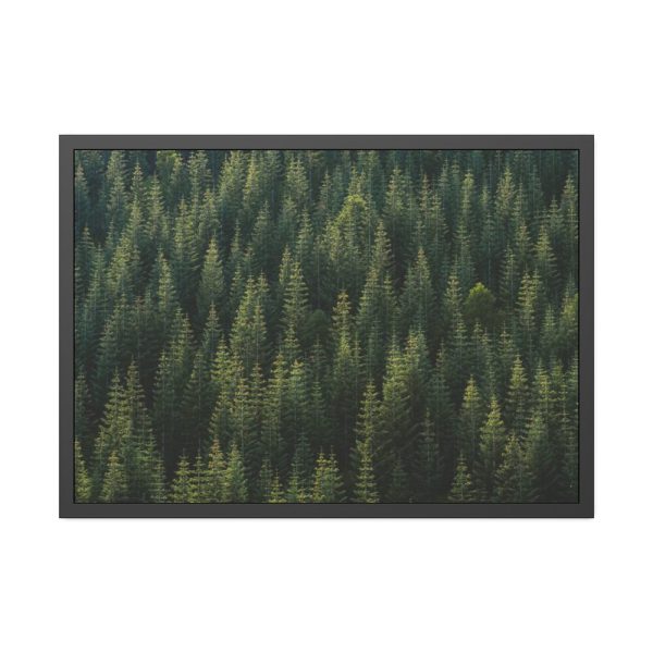 93855-656.jpg Forest on Mount Saint Helens Framed Poster