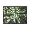 93855-716.jpg Forest in Warburton, Australia Framed Poster