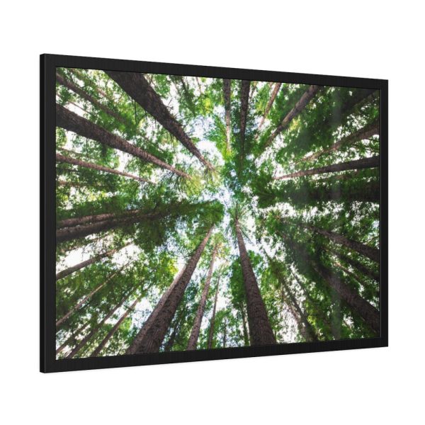 93855-717.jpg Forest in Warburton, Australia Framed Poster