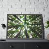 93855-719.jpg Forest in Warburton, Australia Framed Poster