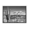 93855-740.jpg Black and White Cactus in Desert Framed Poster