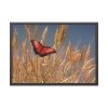 93855-80.jpg Grain Halme Cereals Butterfly Framed Poster