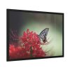 93855-93.jpg Butterfly on Red Flower Framed Poster