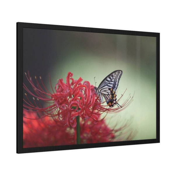 93855-93.jpg Butterfly on Red Flower Framed Poster