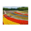 101857-25.jpg Colorful Tulip Field Poster
